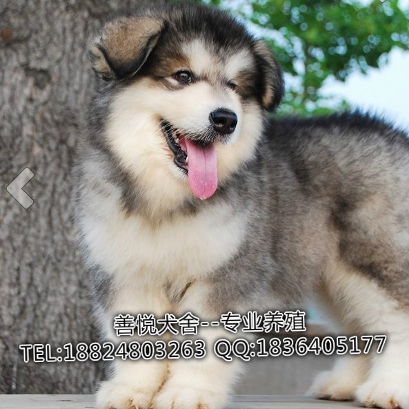 供應純種巨型阿拉斯加雪獒犬 純種阿拉斯加價格多少