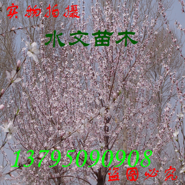 京桃樹(shù)價(jià)格、直銷京桃樹(shù)、供應(yīng)京桃樹(shù)