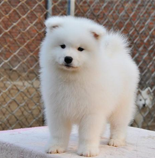 云南昆明純種薩摩耶犬價(jià)格、狗場(chǎng)純種薩摩耶犬出售