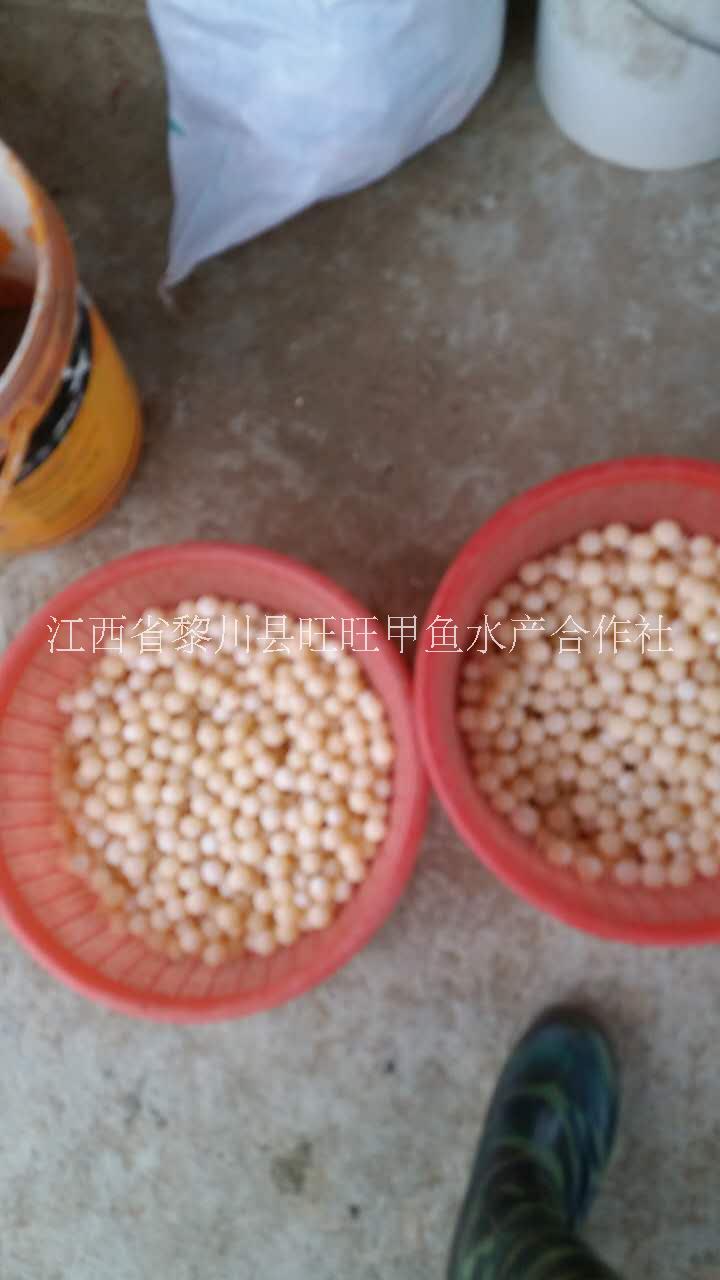 中華甲魚蛋純種中華系黃河鱉蛋中華系黃河鱉蛋批發(fā)黎川中華系黃河鱉蛋