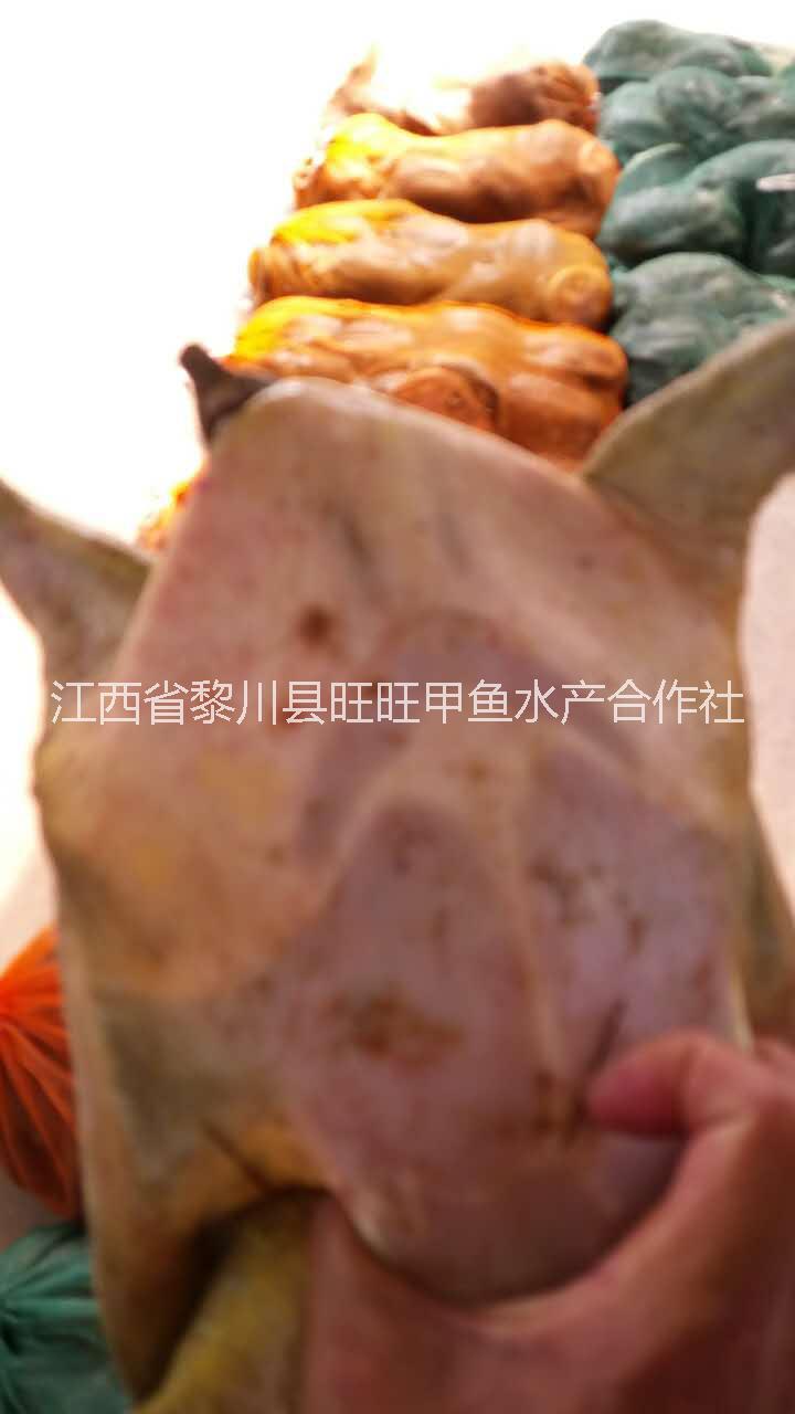 黎川中華老鱉黎川中華老鱉養(yǎng)殖場黎川中華老鱉008出售批發(fā)黎川中華