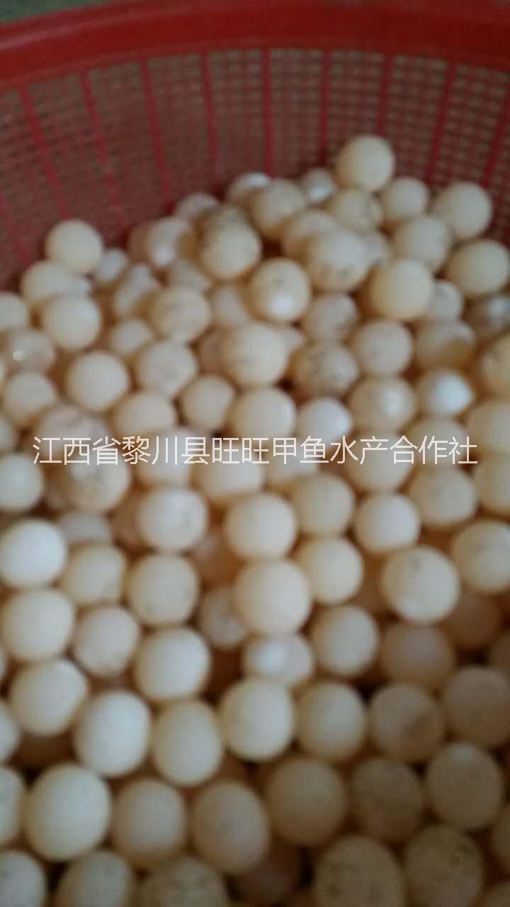 中華甲魚蛋純種中華系黃河鱉蛋中華系黃河鱉蛋批發(fā)黎川中華系黃河鱉蛋