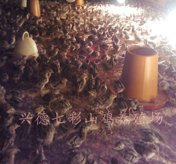 貴州七彩山雞，貴州脫溫山雞苗，貴州山雞苗