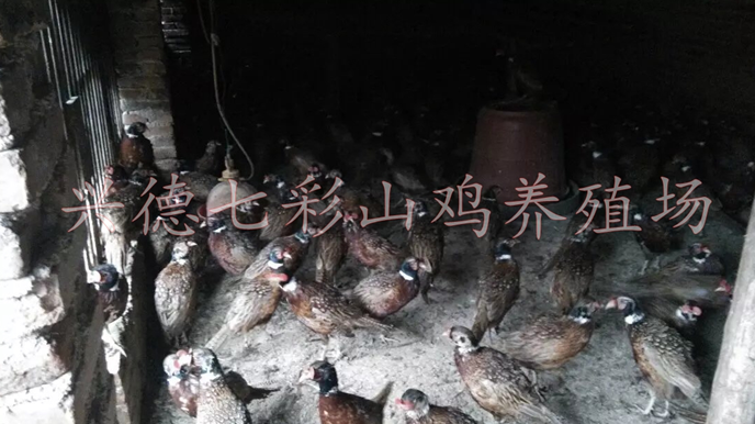 玉林山雞蛋，玉林山雞單價(jià)格，七彩山雞蛋