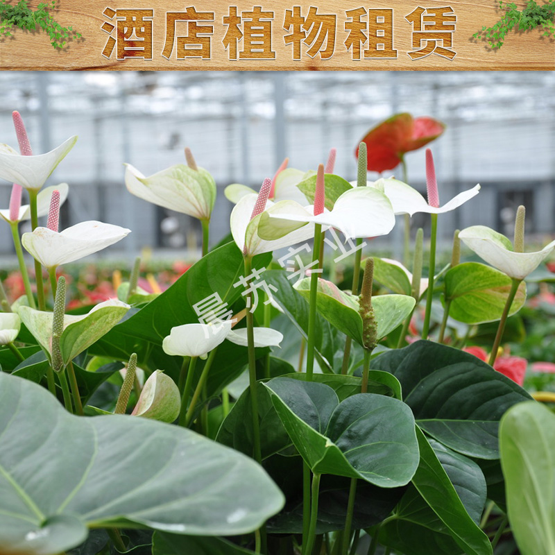酒店植物租賃出售城市綠化養(yǎng)護園林綠化工程價格實惠專業(yè)植物租賃