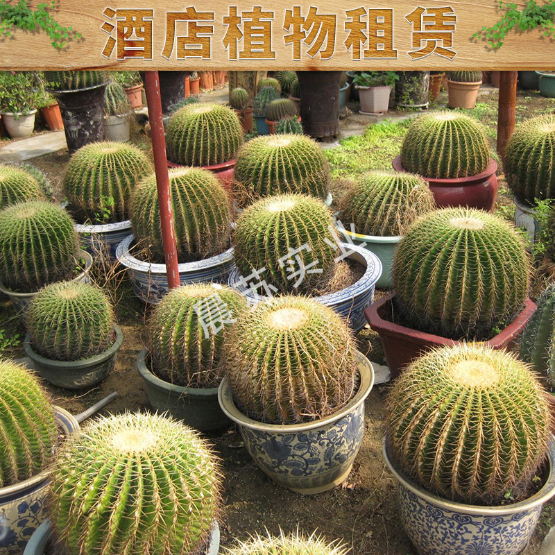 酒店植物租賃出售城市綠化養(yǎng)護園林綠化工程價格實惠專業(yè)植物租賃