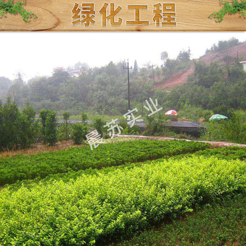 綠化工程出售園林綠化工程戶外道路綠化花箱價(jià)格實(shí)惠高速公路綠化公司