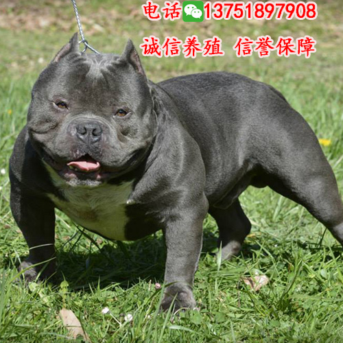 深圳哪里有賣美國惡霸，幾錢一只