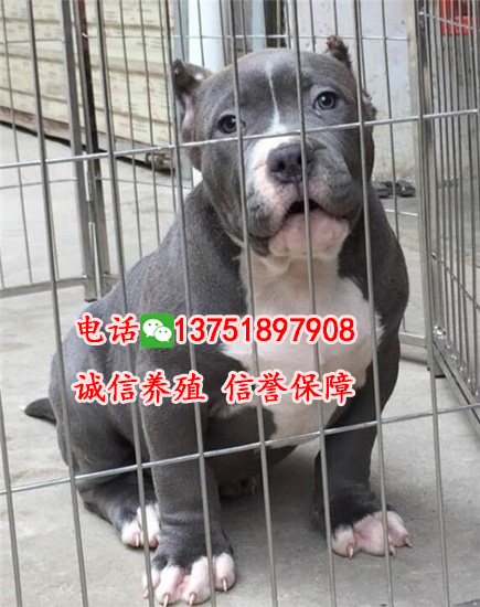 深圳哪里有賣美國惡霸，幾錢一只