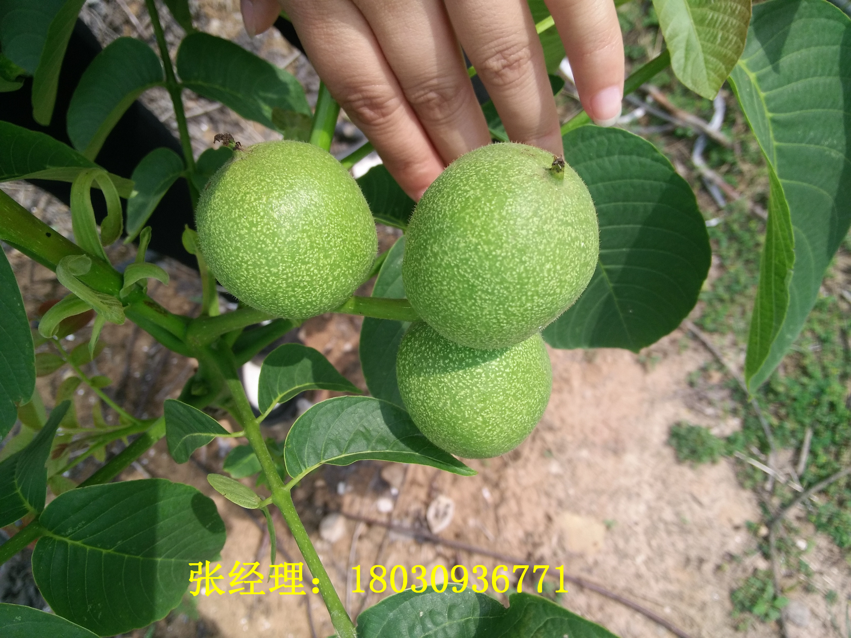 川早核桃苗，川早核桃苗的栽植