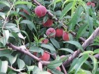 供應(yīng)陜西毛桃銷售價(jià)格，渭南毛桃一斤多少錢