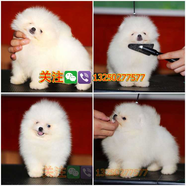 哈多利球體博美犬小體寵物狗在廣東佛山哪里有出售有健康保障