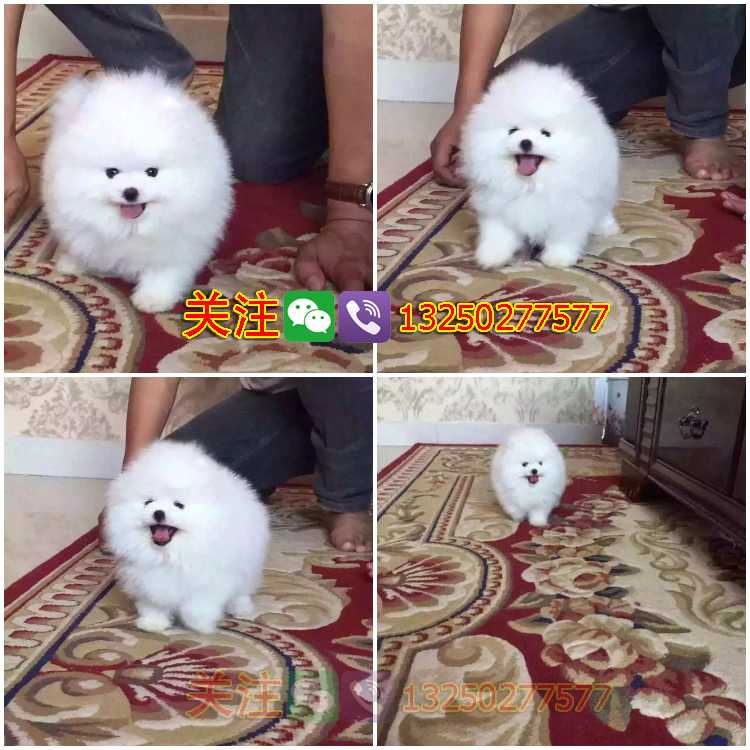 純種哈多利球體博美犬