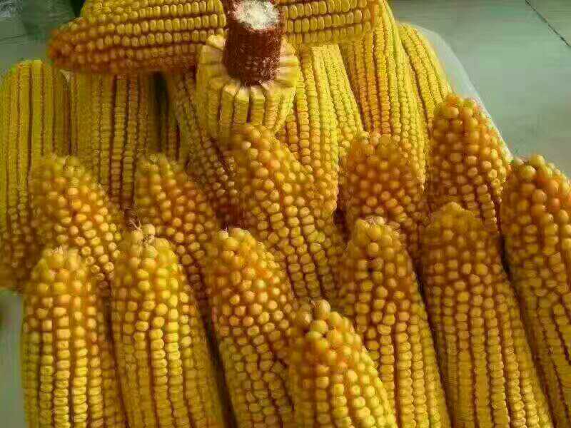 安達(dá)市玉米種子   大豆種子供應(yīng)