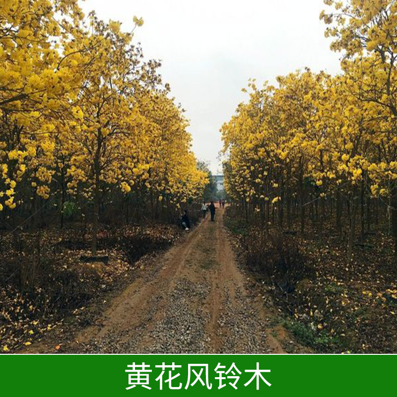 園林綠化苗木黃花風鈴木出售公園小區(qū)綠植黃花風鈴木樹苗種植基地