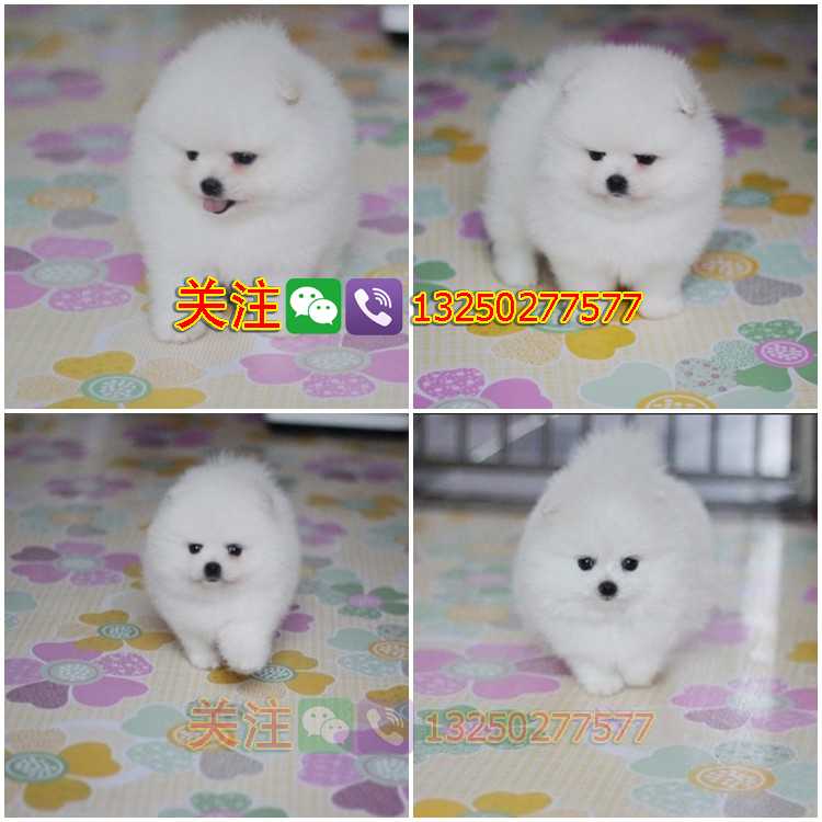 哈多利球體博美犬小體寵物狗在廣東佛山哪里有出售有健康保障