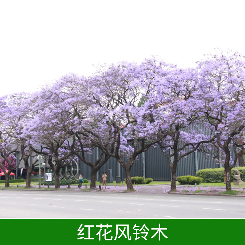 紅花風(fēng)鈴木園林綠化苗木紅花風(fēng)鈴木樹(shù)苗價(jià)格實(shí)惠公園小區(qū)綠植紅花風(fēng)鈴木種植基地