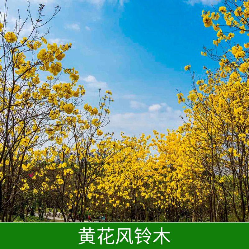 園林綠化苗木黃花風鈴木出售公園小區(qū)綠植黃花風鈴木樹苗種植基地
