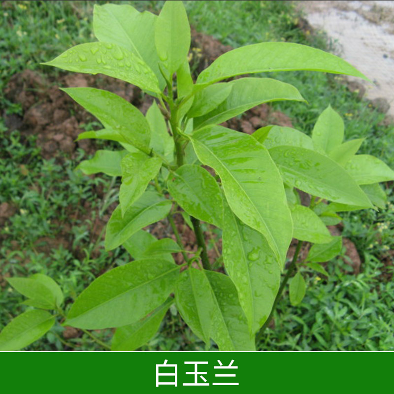 白玉蘭出售白玉蘭盆栽綠植花卉苗木白玉蘭樹價格實惠綠化苗木批發(fā)