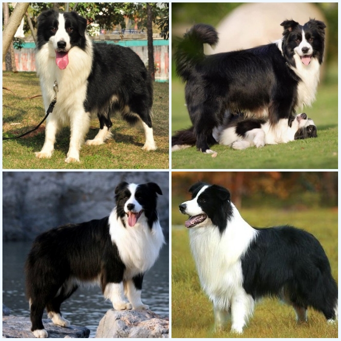 純種邊境牧羊犬在江門哪里可以買到健康的邊牧江門哪里的邊牧健康江門哪里出售邊牧 江門邊牧多少錢