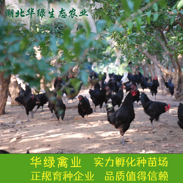 綠殼蛋雞   黑雞   高產(chǎn)黑羽綠殼蛋雞苗常年提供-湖北華綠
