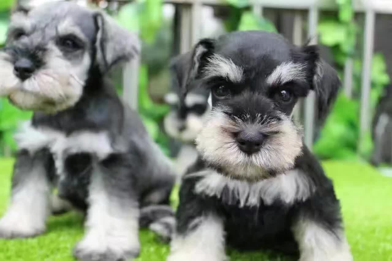 純種雪納瑞在佛山哪里有的出售狗場*純種名犬