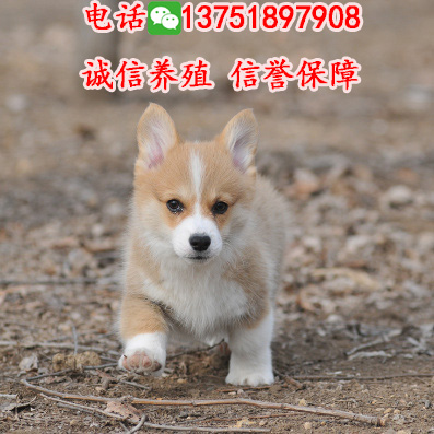 廣州邊度有賣柯基犬，純種柯基幾錢