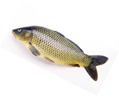 廣州鯉魚苗批發(fā)價(jià)格 鯉魚苗報(bào)價(jià) 鯉魚苗采購(gòu)供應(yīng)