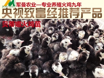 江蘇軍曼長(zhǎng)期出售火雞苗