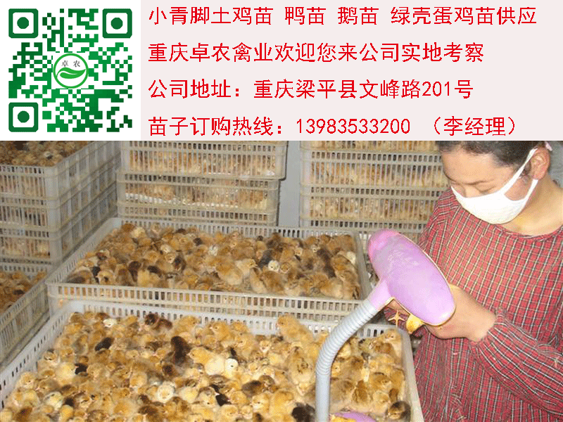 宣漢香雞苗價格 宣漢香雞苗批發(fā) 宣漢香雞苗批發(fā)行情