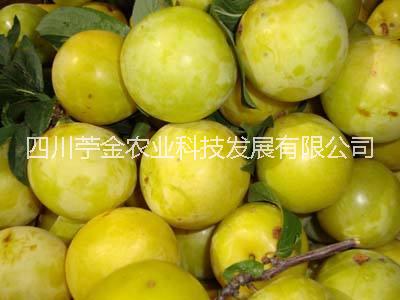 冰糖李子苗批發(fā)_冰糖李子苗枝條批發(fā)_丹棱冰糖李苗