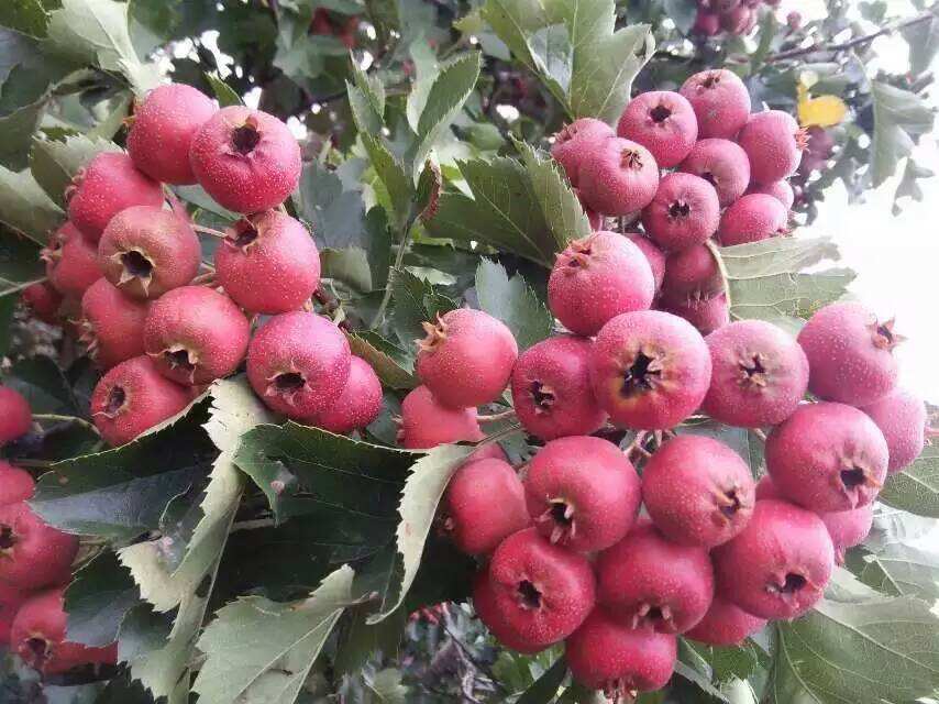 山西山楂樹基地@山西山楂樹批發(fā)@山楂樹種植