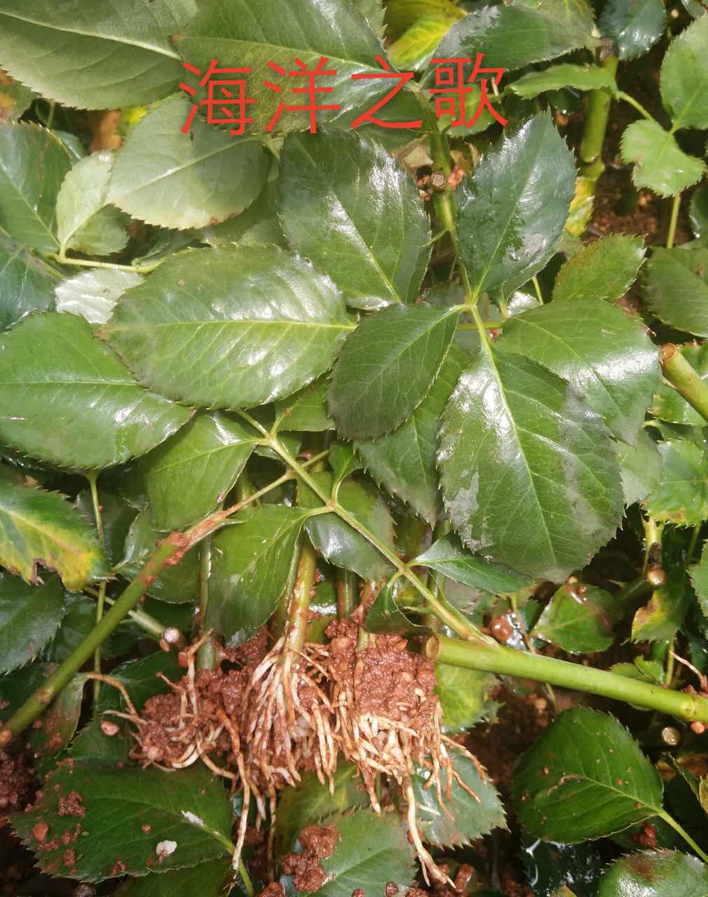 云南黑魔術(shù)玫瑰種苗@云南黑魔術(shù)玫瑰種苗批發(fā)云南黑魔術(shù)玫瑰種苗價(jià)格