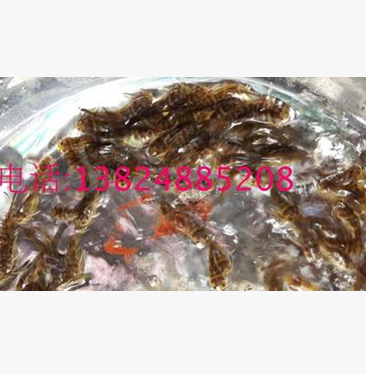 黃骨魚(yú)苗魚(yú)苗批發(fā)商  育苗魚(yú)苗  魚(yú)苗廠家