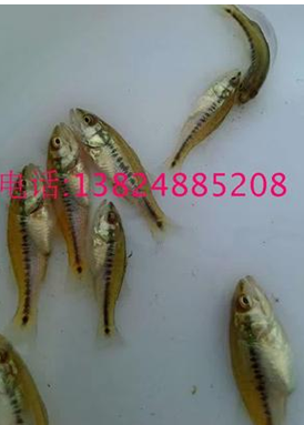 黃骨魚(yú)苗魚(yú)苗批發(fā)商  育苗魚(yú)苗  魚(yú)苗廠家