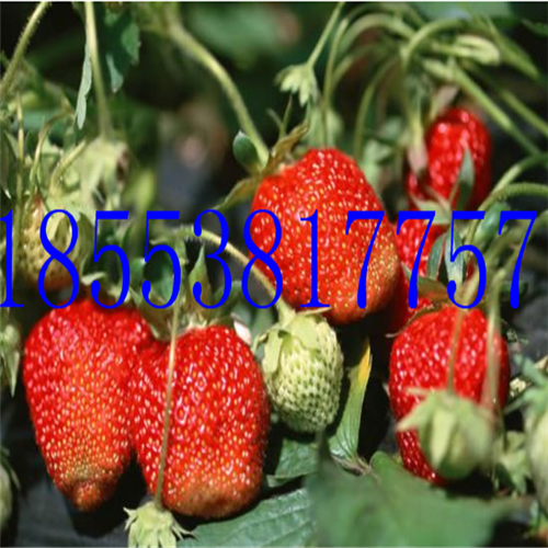 2017年塞娃草莓苗多少錢一棵