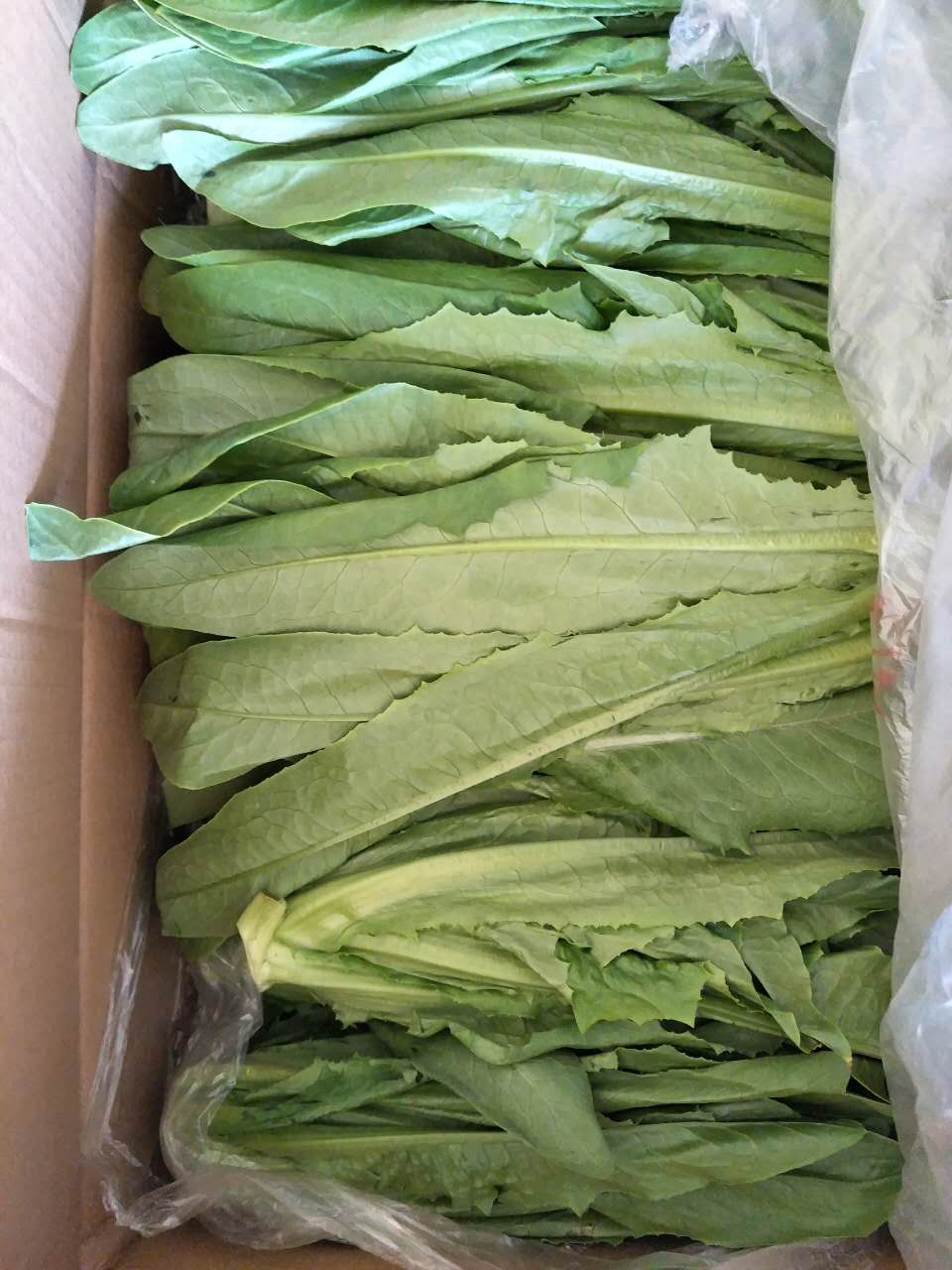蘭州新鮮葉菜無公害蔬菜糧油米面專業(yè)配送服務(wù)中心-心農(nóng)園