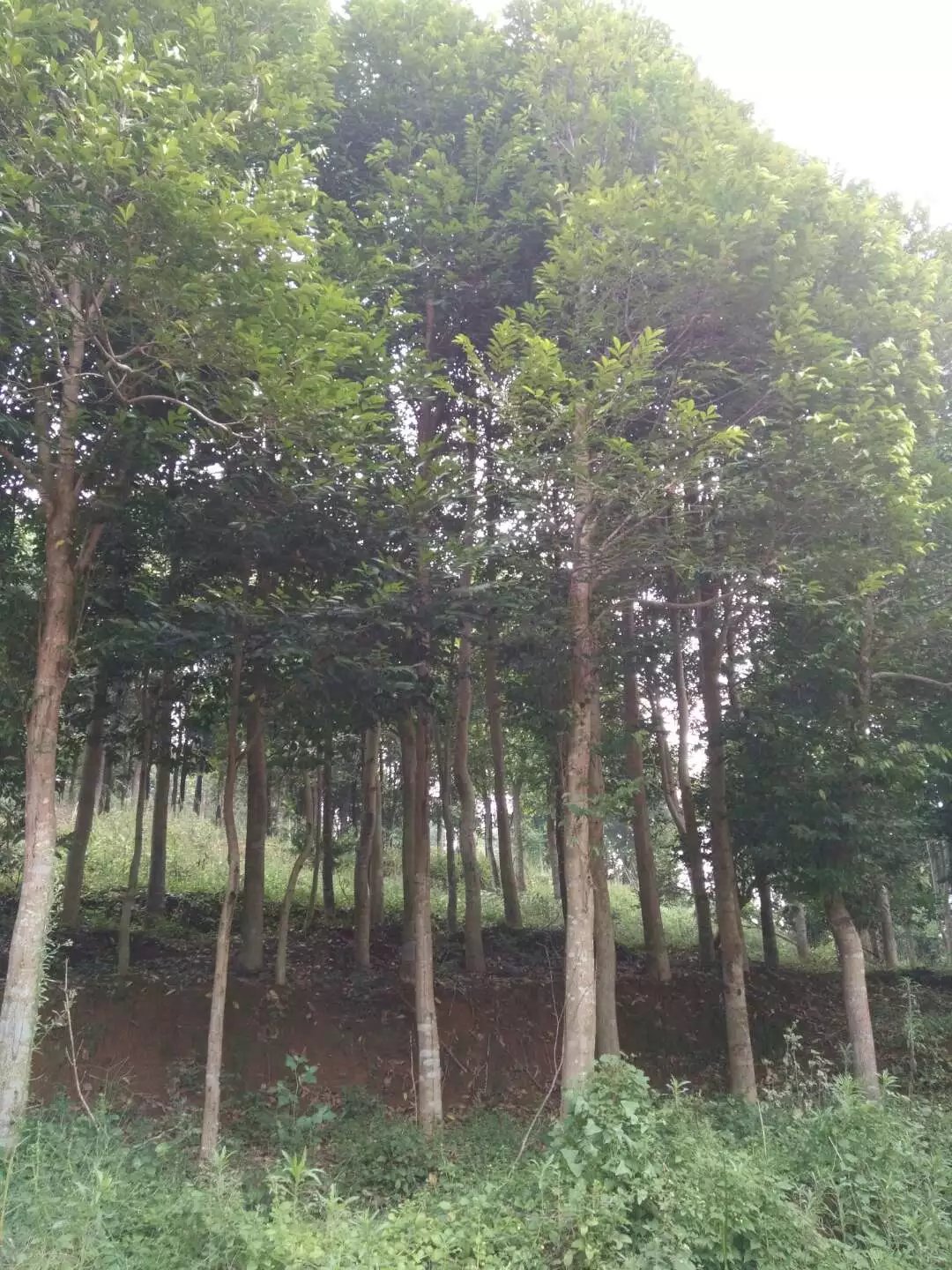 廣東沉香風景樹@廣東省茂名市化州沉香基地@沉香風景樹價格