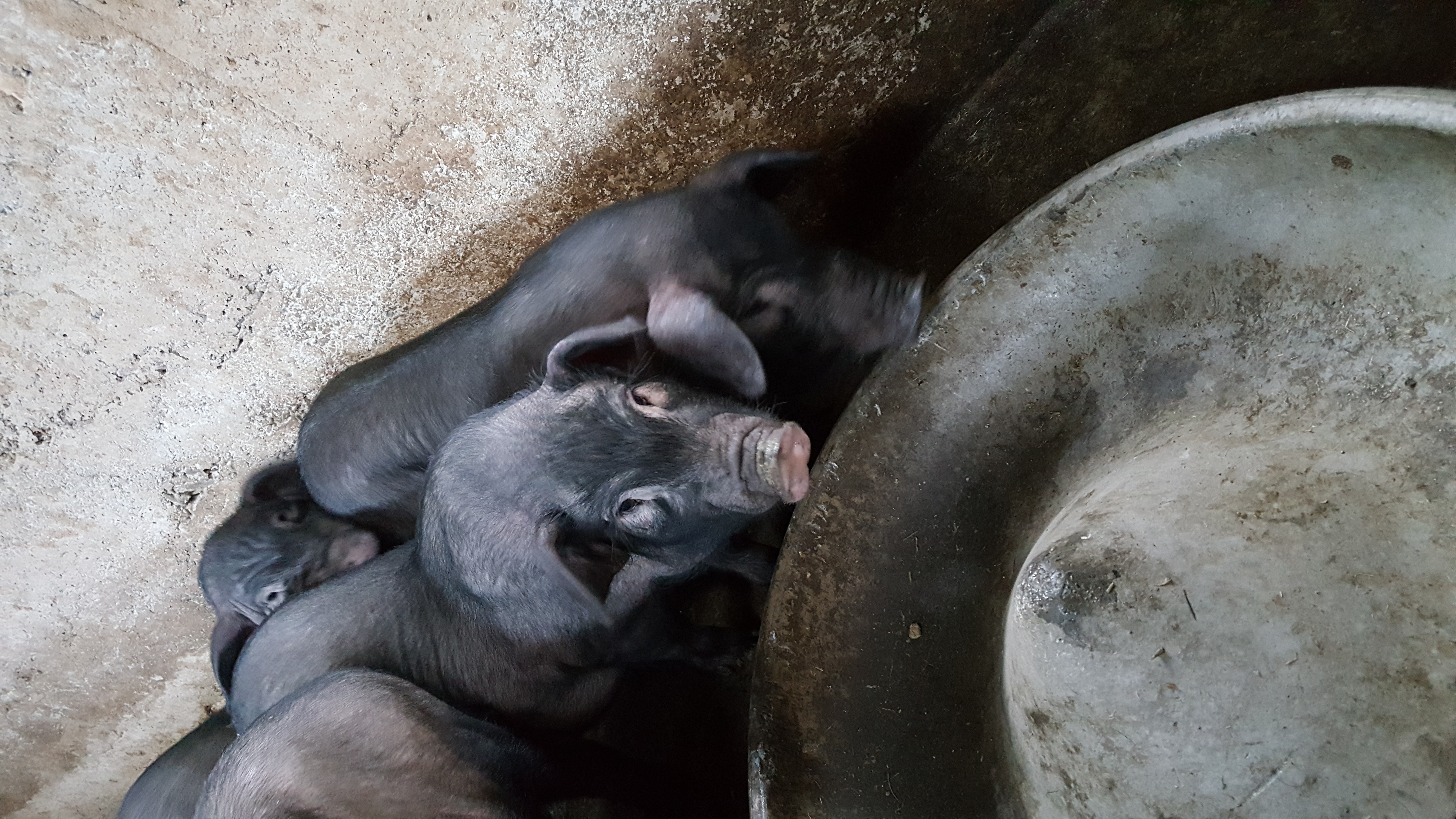 貴州*養(yǎng)殖中心，純種*批發(fā)，*報(bào)價(jià)，貴州*供應(yīng)商，土豬