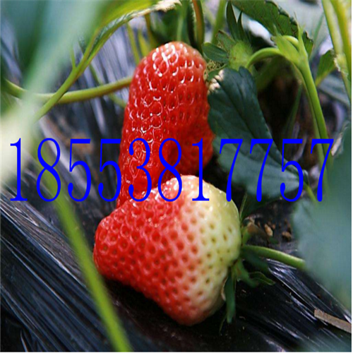 優(yōu)質(zhì)章姬草莓苗多少錢一顆