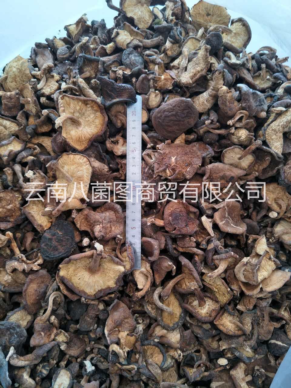 云南*香菇菌 香菇批發(fā) 香菇報(bào)價(jià) 香菇供應(yīng)商 香菇哪里好