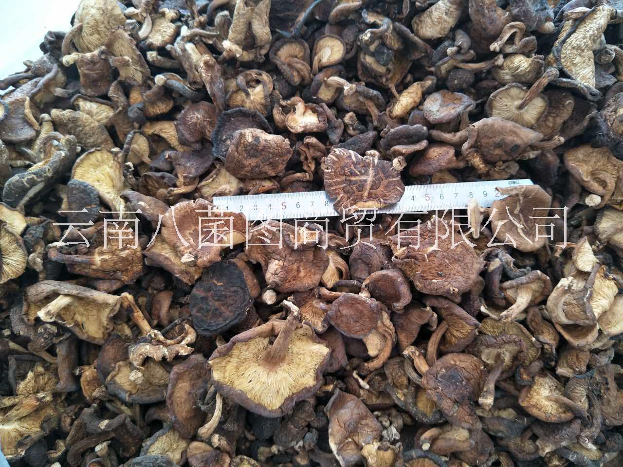 云南*香菇菌 香菇批發(fā) 香菇報(bào)價(jià) 香菇供應(yīng)商 香菇哪里好