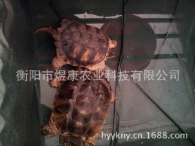 湖南衡陽(yáng)煜康科技 長(zhǎng)期供應(yīng) 無(wú)公害養(yǎng)殖產(chǎn)品 鱷魚龜種苗 商品龜 鱷魚龜 種苗