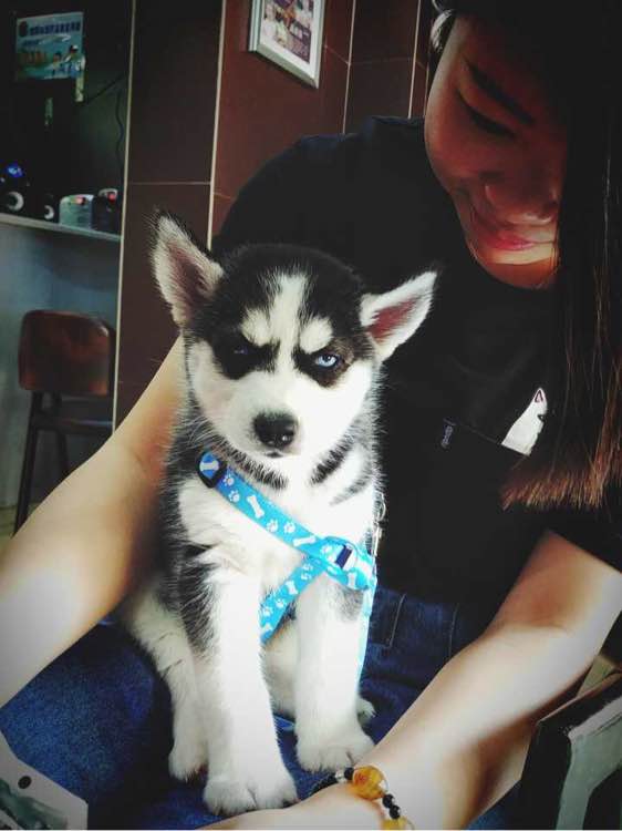 哈士奇 哈士奇價格 哈士奇多少錢