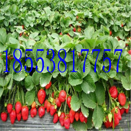 紅顏草莓苗價格 紅顏草莓苗多少錢