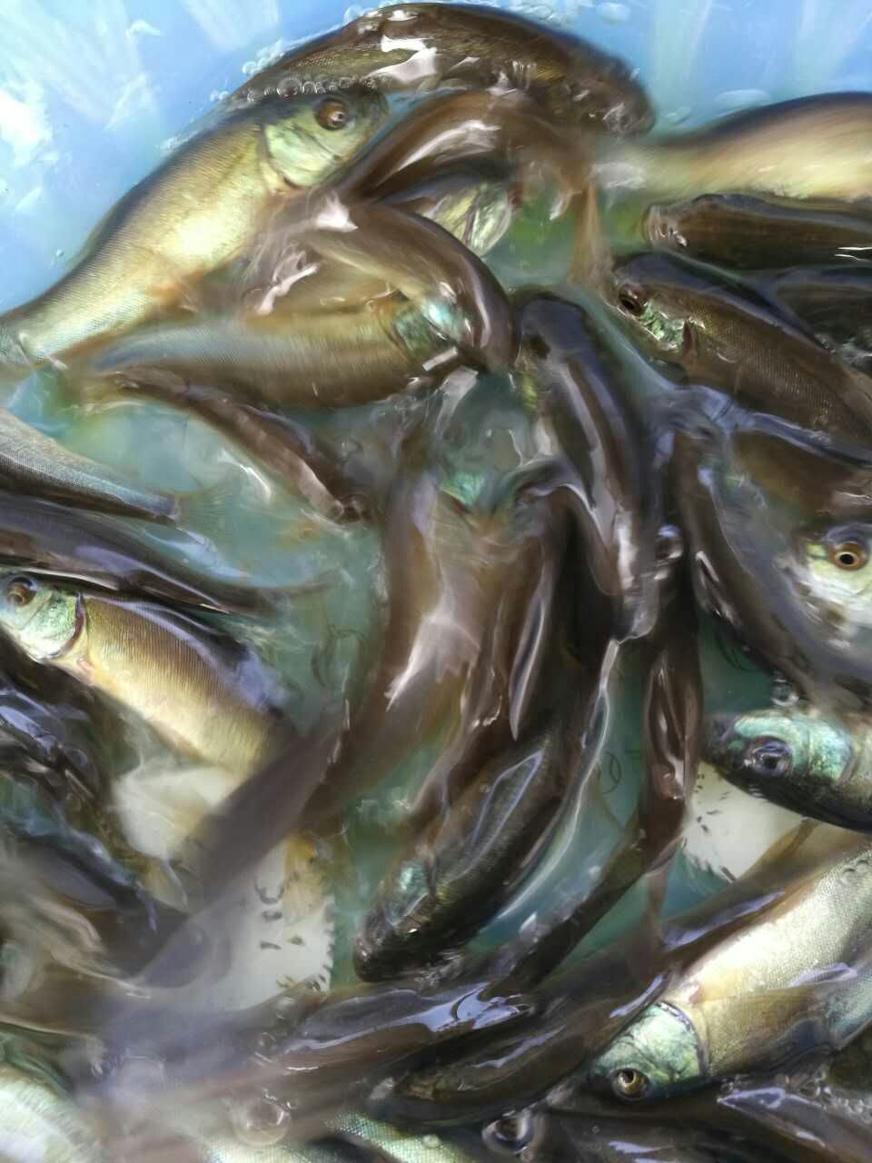 廣東黃骨魚直銷 黃骨魚報價 黃骨魚采購供應(yīng) 黃骨魚報價