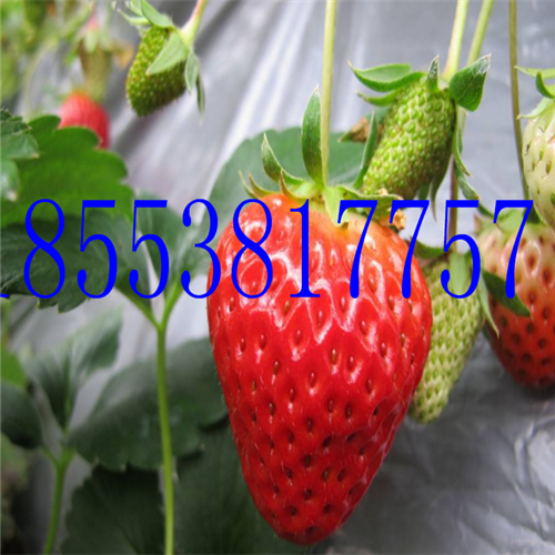 優(yōu)質(zhì)章姬草莓苗多少錢一顆