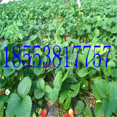 2017年塞娃草莓苗多少錢一棵