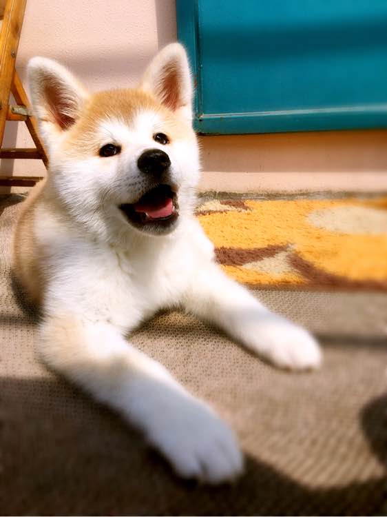 秋田犬  秋田犬價(jià)格 秋田犬多少