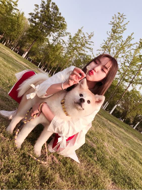 秋田犬  秋田犬價(jià)格 秋田犬多少